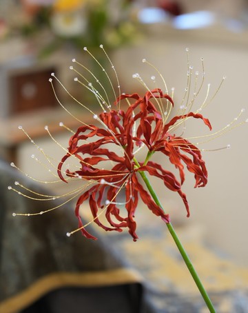 絲綢彼岸花 真絲明火燙花 法國傳統製花工藝 高定造花工藝 收藏