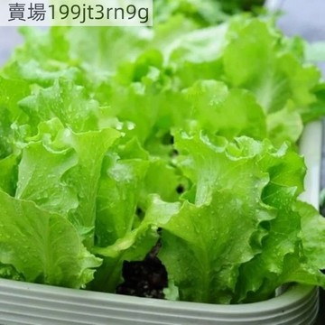 現貨🥬【超多款生菜種子】（500粒）耐抽薹生吃脆甜紫葉生菜 奶油生菜種籽 沙拉生菜種子 四季陽台庭院田園種植蔬菜種子套餐