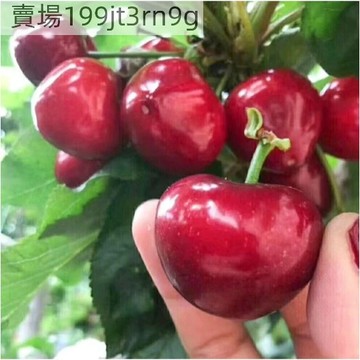 現貨🍒【30款櫻桃種子】🍒 四季種植車厘子種子 可盆栽可園林種植 四季可種植 黑珍珠車厘子種子  果樹櫻桃種子果盆栽種子