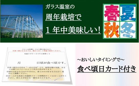 クラウンメロン　白　中玉　1玉　12ヵ月連続お届け