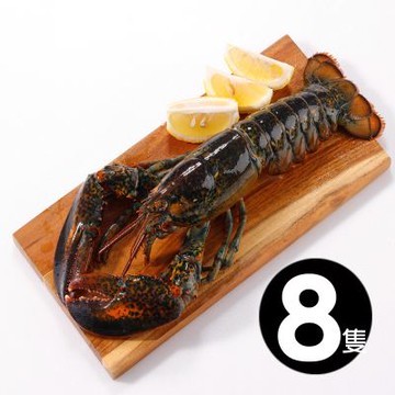 華得水產 活凍波士頓龍蝦8尾(700-750g/尾/特大尾)