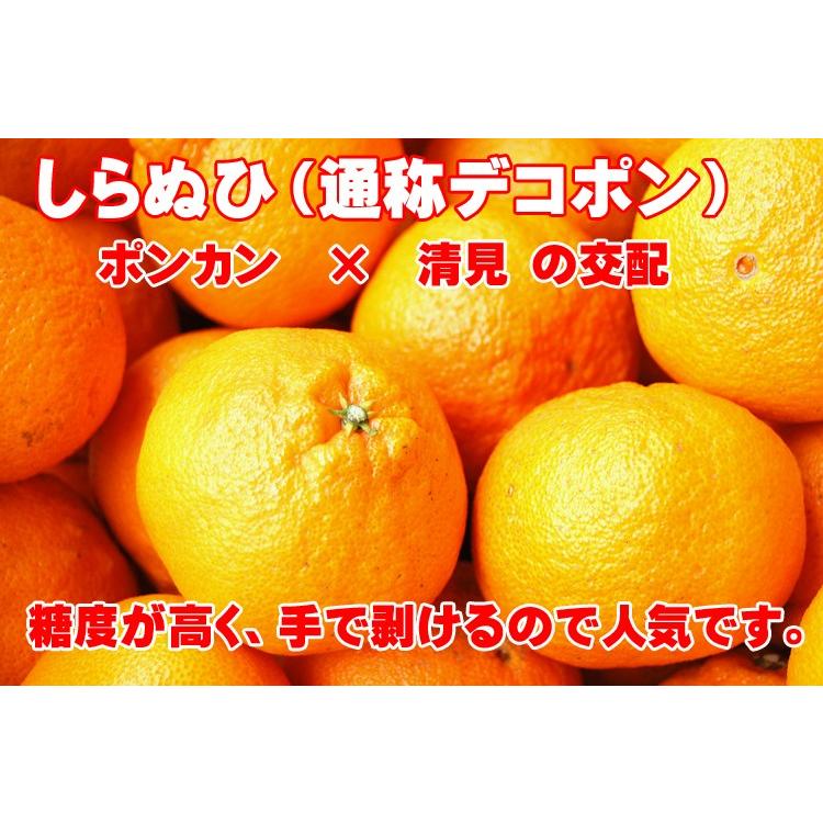 愛媛西宇和産　デコポン（しらぬひ）　訳あり家庭用　送料無料　１０ｋｇ