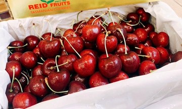 【帕查嬤嬤】??全球最強櫻桃✨ 澳洲 空運 REID金袋鼠 頂級塔斯馬尼亞 櫻桃 1公斤禮盒｜澳洲櫻桃禮盒