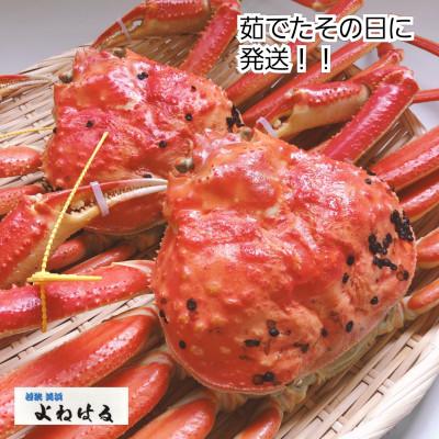 ふるさと納税 美浜町 越前がに(大大サイズ)約1.1〜1.3kg×2杯