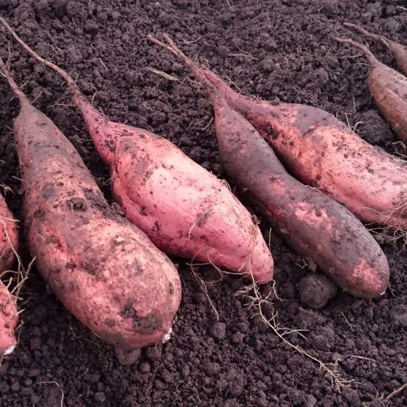 紅はるか送料無料 土つき熟成庫直出し新物さつまいも おかやま備中産10kg