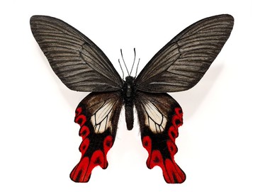 台灣寬尾鳳蝶_超擬真仿真模型| 可動| 手工製作| Papilio maraho