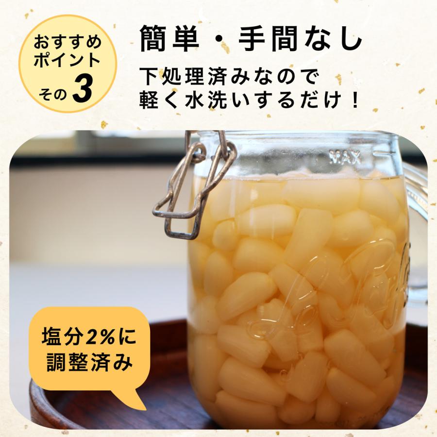 手作り らっきょう 国産 無添加 400g×1袋 下処理済み 塩らっきょう 福井 三里浜 簡単 お試し 洗い らっきょう 無化調 送料無料 