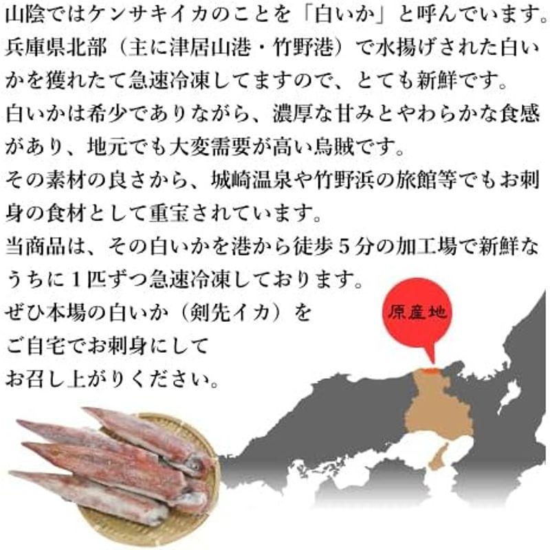 山陰 白いか ケンサキイカ 一本凍結 4匹入 800g 兵庫県北部 朝どれ 丸ごと 冷凍 新鮮 刺身 お造り用