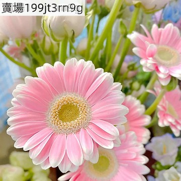 現貨 非洲菊種子（250粒）重辦非洲菊種子 四季室內外觀賞盆栽花卉種子 易種觀賞懶人大菊花七色花多年生草本花
