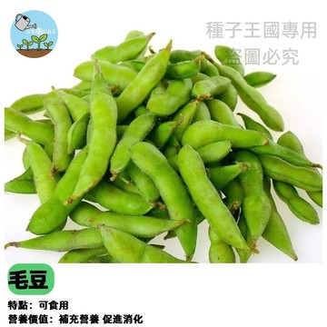 高雄五號 毛豆種子 蔬菜種子 家庭菜園 陽台盆栽 自種自吃 青豆 易種好照顧 台灣品種 現貨當季新種