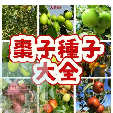 🍐（17款青棗種子）今年新種 發芽率高  營養豐富 產量高 果實大 皮薄 清甜多汁農田庭院盆栽觀賞 懶人易種易活