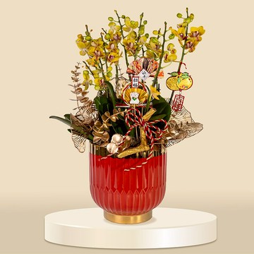 小品蝴蝶蘭金蝴8棵 (1160) 蘭花 新春蘭花 年花 自家蘭花園種植