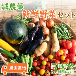 旬 野菜 新鮮 減農薬 5種類 以上 詰め合わせ セット 産地直送 キャベツ ブロッコリー カリフラワー レタス こまつな 玉ねぎ さつま芋 オクラ いんげん えだまめ 落花生 柿 みかん 白菜 トマト きゅうり なす とうもろこし ズッキーニ トレビス サニーレタス