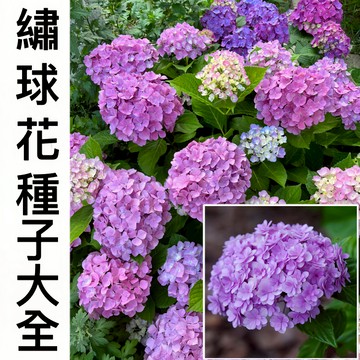蝦皮現貨【繡球花種子】（250粒）無盡夏繡球 四季陽台庭院盆栽種植 耐寒耐熱 四季開花不斷 易種植 花期長 新手易種易養