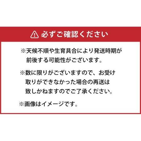 ふるさと納税 朝採り グリーンアスパラ L 1.3kg (2024年5月下旬発送予定) 北海道旭川市