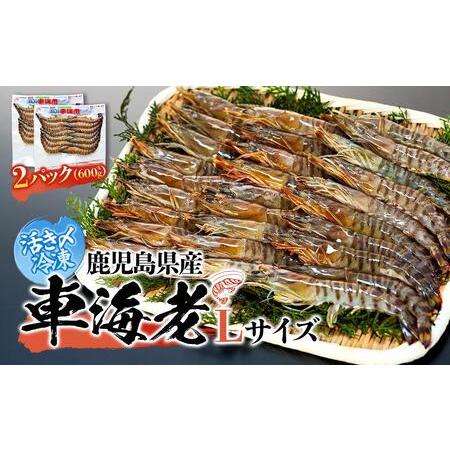 ふるさと納税 活き〆冷凍 車海老 Lサイズ(14尾) 計600g  鹿児島県産 (養殖) 鹿児島県屋久島町