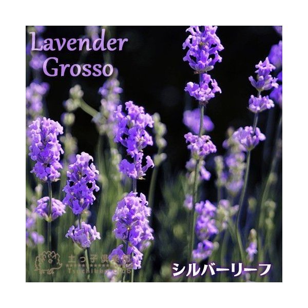 ラベンダー グロッソ 2個セット 9cmポット苗 シルバーリーフ 通販 Lineポイント最大0 5 Get Lineショッピング