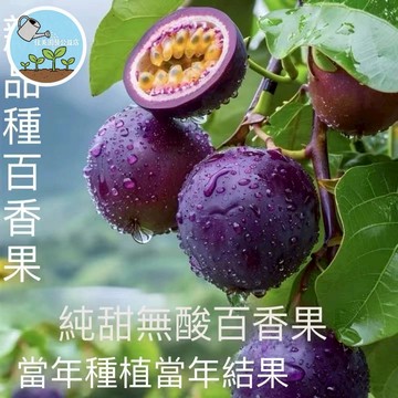 22款百香果種子 紫蜜百香果 紅皮熱情百香果 純甜無酸耐寒品種百香果 種子薄皮四季種植盆栽高產量
