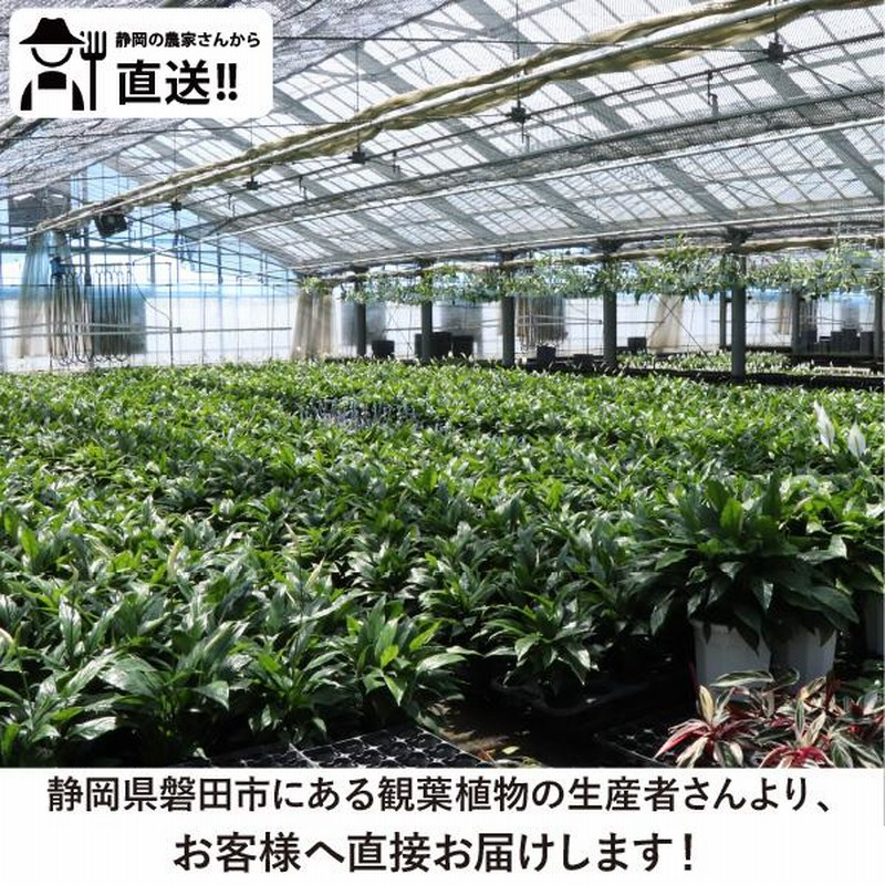 農場直送!カラテア アソートセット 3.5号鉢 10鉢 観葉植物 [1 農場直送!カラテア アソートセット 3.5号鉢 10鉢 観葉植物 [1