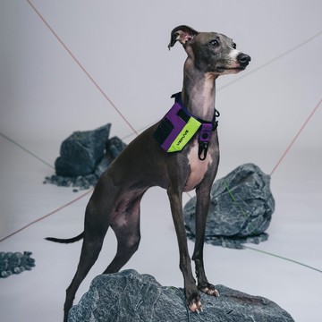 【 VERVVE 】CORE C0LLVR Pawcore 領圈