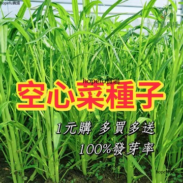 空心菜種子 蕹菜籽 應菜籽 夏季蔬菜 快收成 陽台盆栽 水耕蔬菜 有機種子 家庭菜園 新手友善 四季可種 耐熱種子