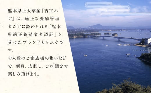 とらふぐ刺しセット（1人前×2皿） ふぐ フグ とらふぐ トラフグ 刺身 ふぐ刺し