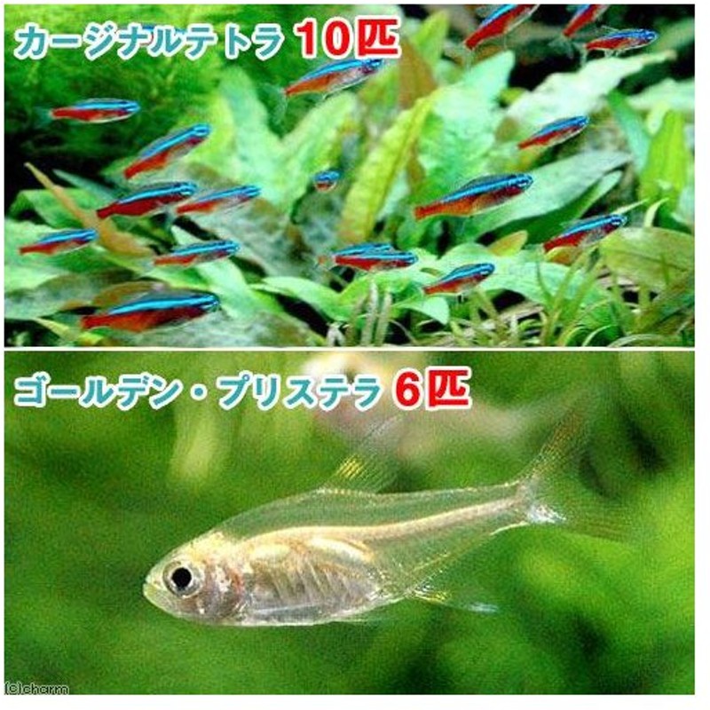 在庫あり/即出荷可】 熱帯魚 グリーンネオンテトラ １０匹 オトシンクルス ３匹 北海道 九州 沖縄航空便要保温 ccps.sn