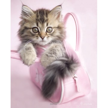 RACHAEL HALE - 粉紅小貓咪  進口迷你海報