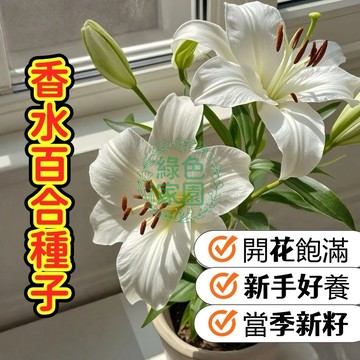 現貨現發 多色可選【香水百合種子】香水百合種球 重瓣優雅香氣 室內外盆栽 多年生開花球根 易種植 新手友善