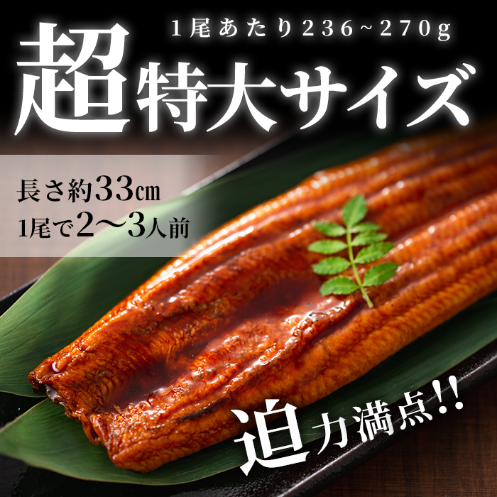 鹿児島県産うなぎ蒲焼 名水慈鰻 超特大サイズ２尾(1尾あたり236~270g)＜計約500g＞ a8-059