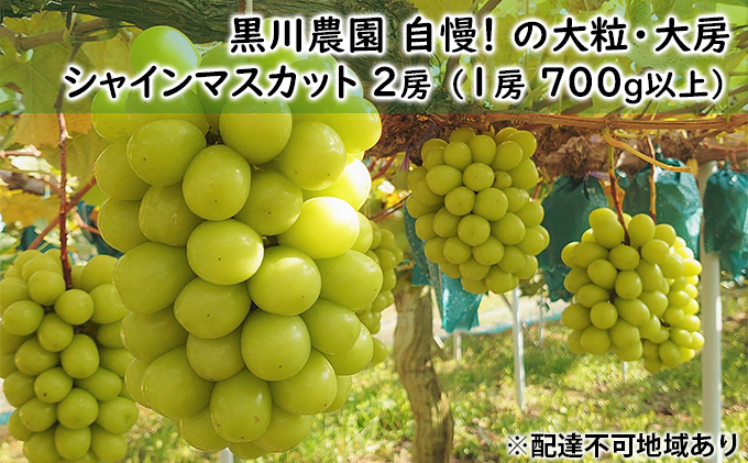 ぶどう 2024年 先行予約 黒川農園 自慢 の大粒 大房 シャイン マスカット 2房 （1房 700g以上） ブドウ 葡萄  岡山県産 国産 フルーツ 果物 ギフト