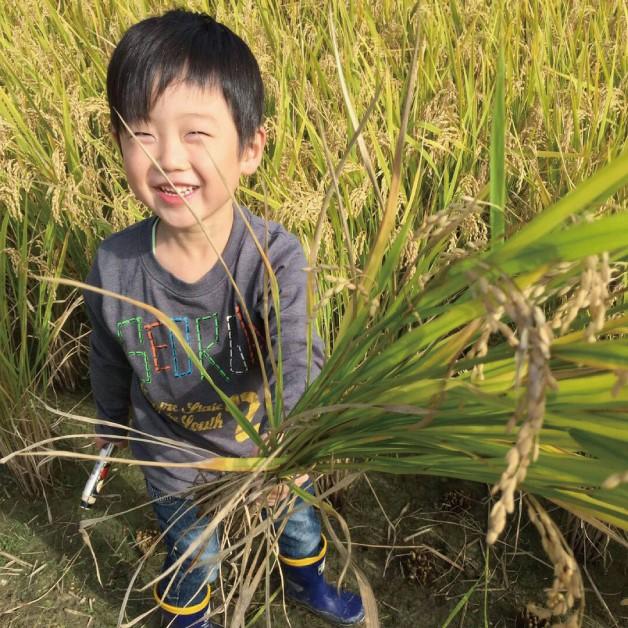 令和5年度産 コシヒカリ　精米　白米　5kg　兵庫県上郡町産　送料無料