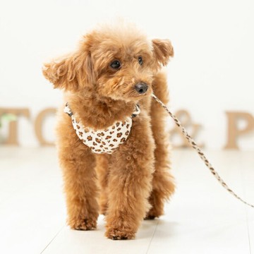 Toto&Pal 小豹紋小胸背(預購)