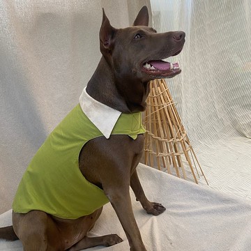 【ZhiZhiRen】寵物翻領衣服-撞色款