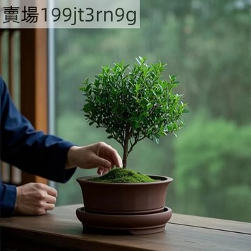 🪴【金絲楠木樹種子】🪴2025稀有小葉赤楠樹種子 🌿招財鎮宅  四季常綠 盆栽植物小院種植 陽台種植 好養活耐活