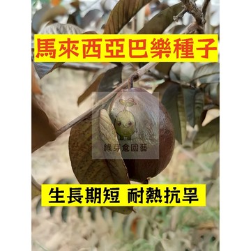 🌱四季可種 馬來西亞巴樂種子BL-22 生長勢快 抗病耐寒 鮮甜軟糯 番石榴 高產 易種植 懶人庭院田園盆栽水果種子