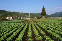 こだわり農家の野菜＆ジャムセット　無農薬　無化学肥料栽培（05-11）