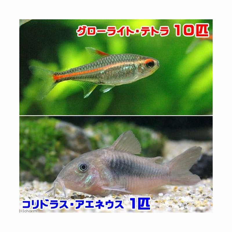 熱帯魚 グローライト テトラ １０匹 コリドラス アエネウス １匹 北海道航空便要保温 通販 Lineポイント最大0 5 Get Lineショッピング