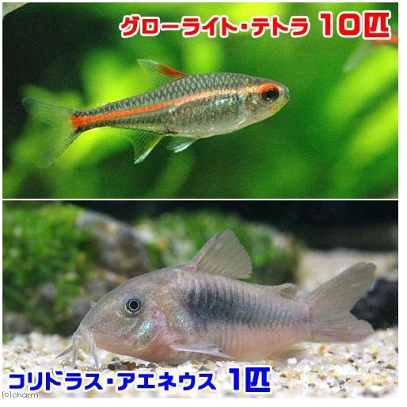 熱帯魚 グローライト テトラ １０匹 コリドラス アエネウス １匹 北海道航空便要保温 通販 Lineポイント最大0 5 Get Lineショッピング