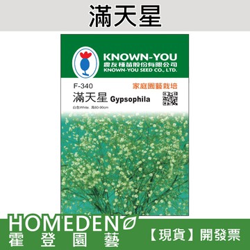 【隔日到貨】滿天星 F-340 花卉種子 農友牌 小包裝種子 約80粒/包【HOMEDEN霍登園藝】