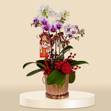 二色小品蝴蝶蘭 (1172) 蘭花 新春蘭花 年花 自家蘭花園種植