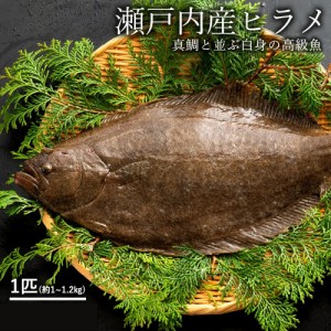 ヒラメ ひらめ (生) 1尾 約1kg～1.2kg 香川県産 冷蔵 神経抜き 鮮魚 平目 魚 刺身 グルメ