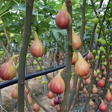 現貨速發（無花果種子100粒）多年生無花果種子 四季易種活蔬菜水果種子 室外陽臺農家地栽植物果樹種籽