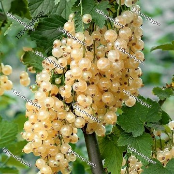 現貨 醋栗種子（50粒）四季黑刺醋栗不同颜色果子醋栗種子大全 鵝莓樹水果野生漿果種子 庭院陽台盆栽種植