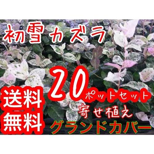 ハツユキカズラ 9cmポット 苗 植木 苗木 グランドカバー