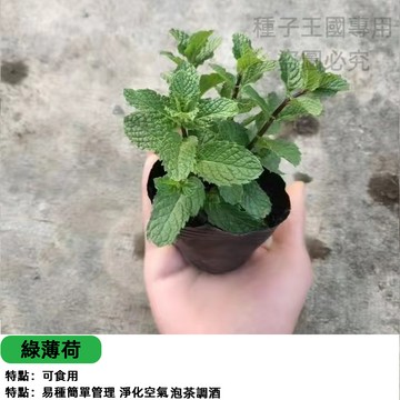 【香草入門】綠薄荷種子 料理薄荷 調飲必備 香草盆栽 廚房香草 香味濃郁 易種活 台灣在地種植指南