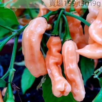 現貨🌶️哈瓦那桃紅 辣椒種子（100粒）新種上市 （辣）高度約為60CM 果實芳香 高產可觀賞可食用辣椒種子 庭院陽台