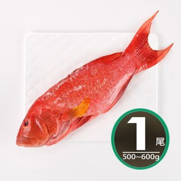 【華得水產】空運燕尾紅條魚1條組(500-600g/條)