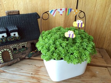 (盆栽) 園遊會 Carnival (多肉植物 療癒 辦公小物 送禮)