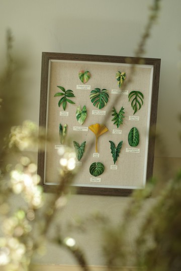 13葉皮革觀葉標本相框